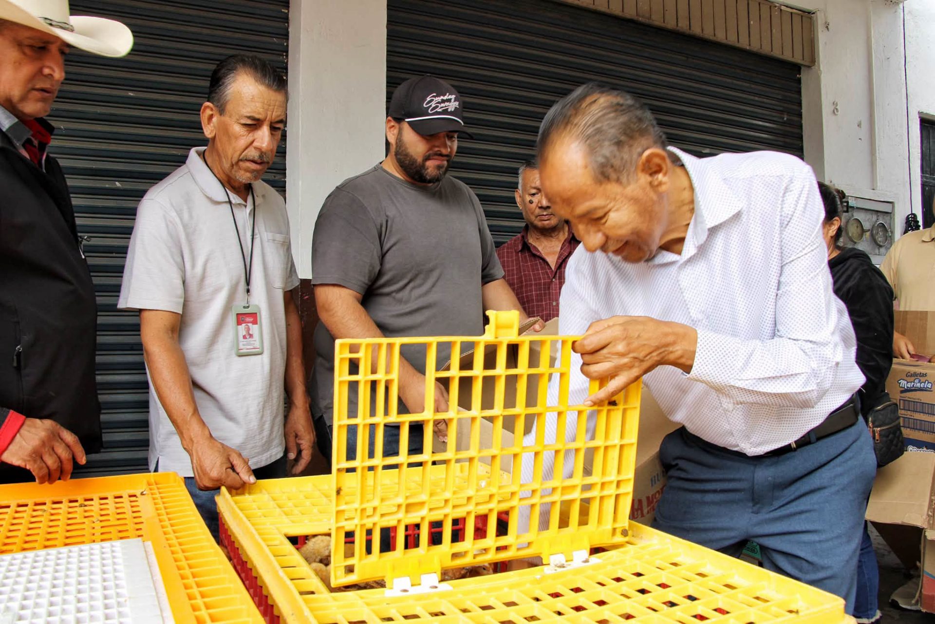 FROYLAN ZAMBRANO PRESIDENTE DE VILLAMAR ENTREGA CON ÉXITO EL PROGRAMA POLLITAS  PONEDORAS A MÁS FAMILIAS